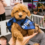 VAUGHAN SCHEDULE | Puppy Yoga & Sweet Treats