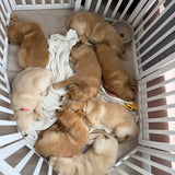 AJAX SCHEDULE | Puppy Yoga