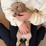 TORONTO SCHEDULE | Dachshund Puppy Yoga