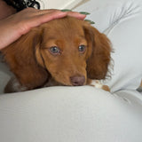 VAUGHAN SCHEDULE | Puppy Yoga & Sweet Treats