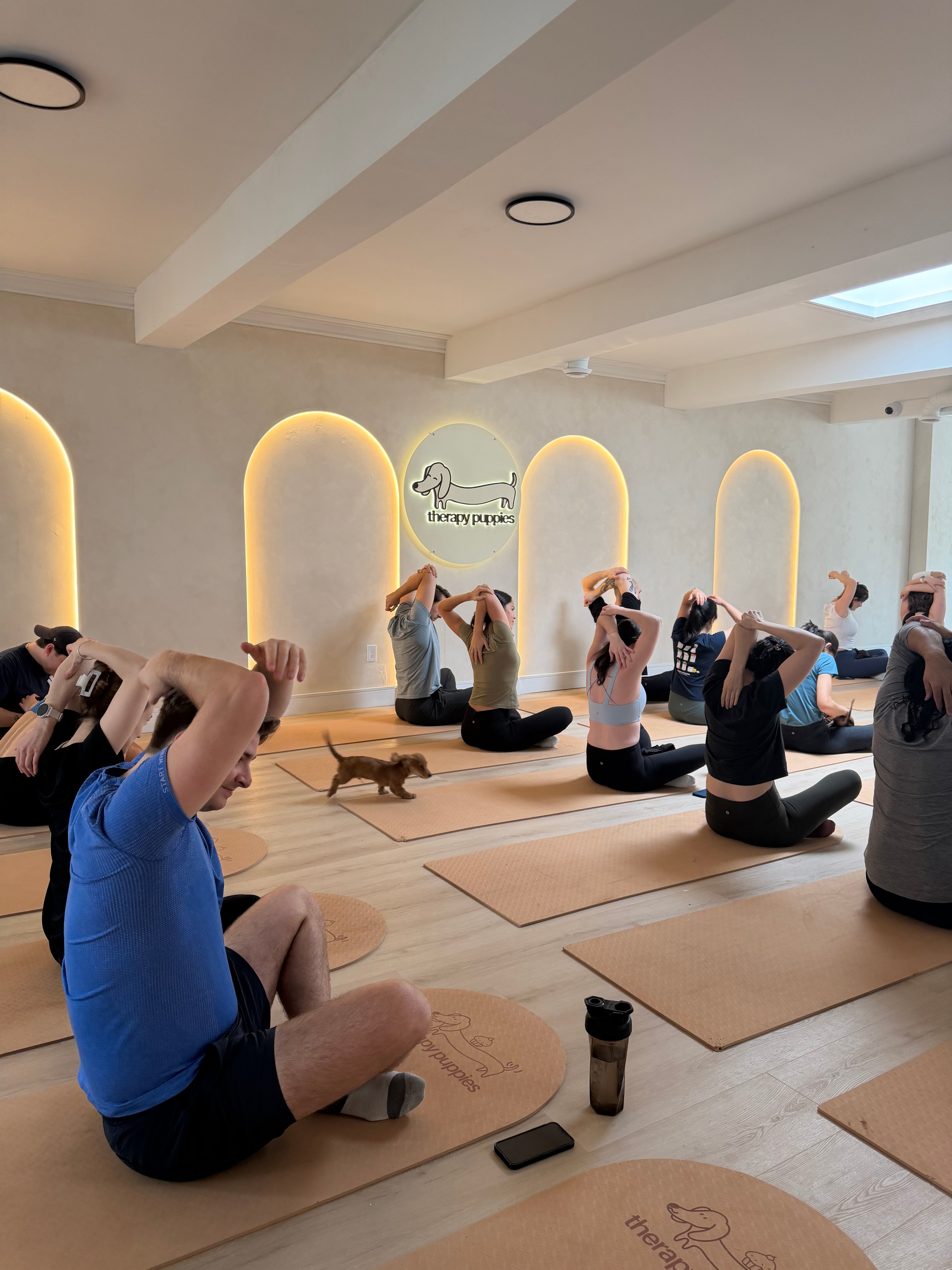 Puppy yoga class in the Therapy Puppy Studio — Therapy Pass monthly membership