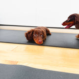 Puppy Yoga & Sweet Treats