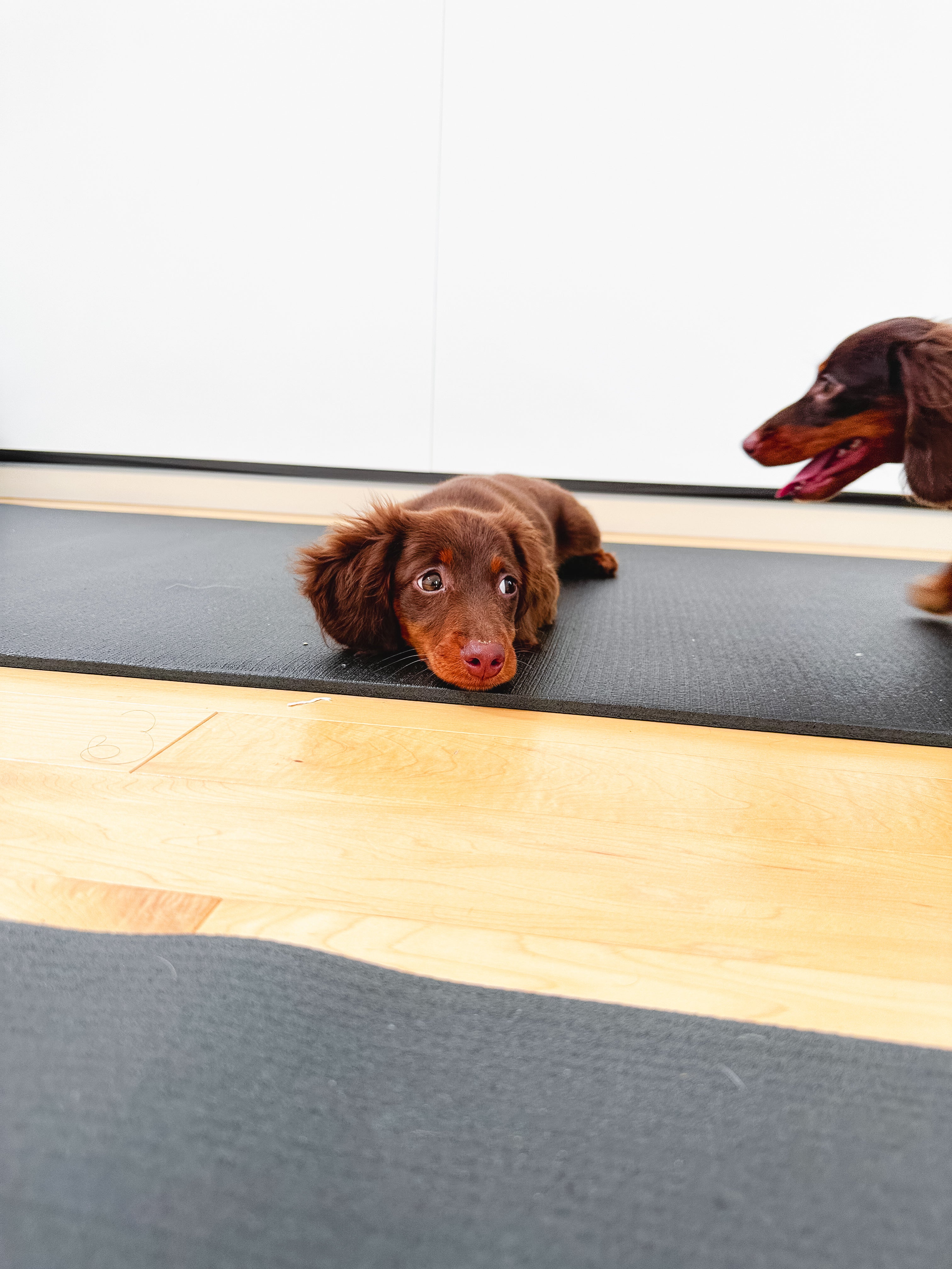 Puppy Yoga & Sweet Treats