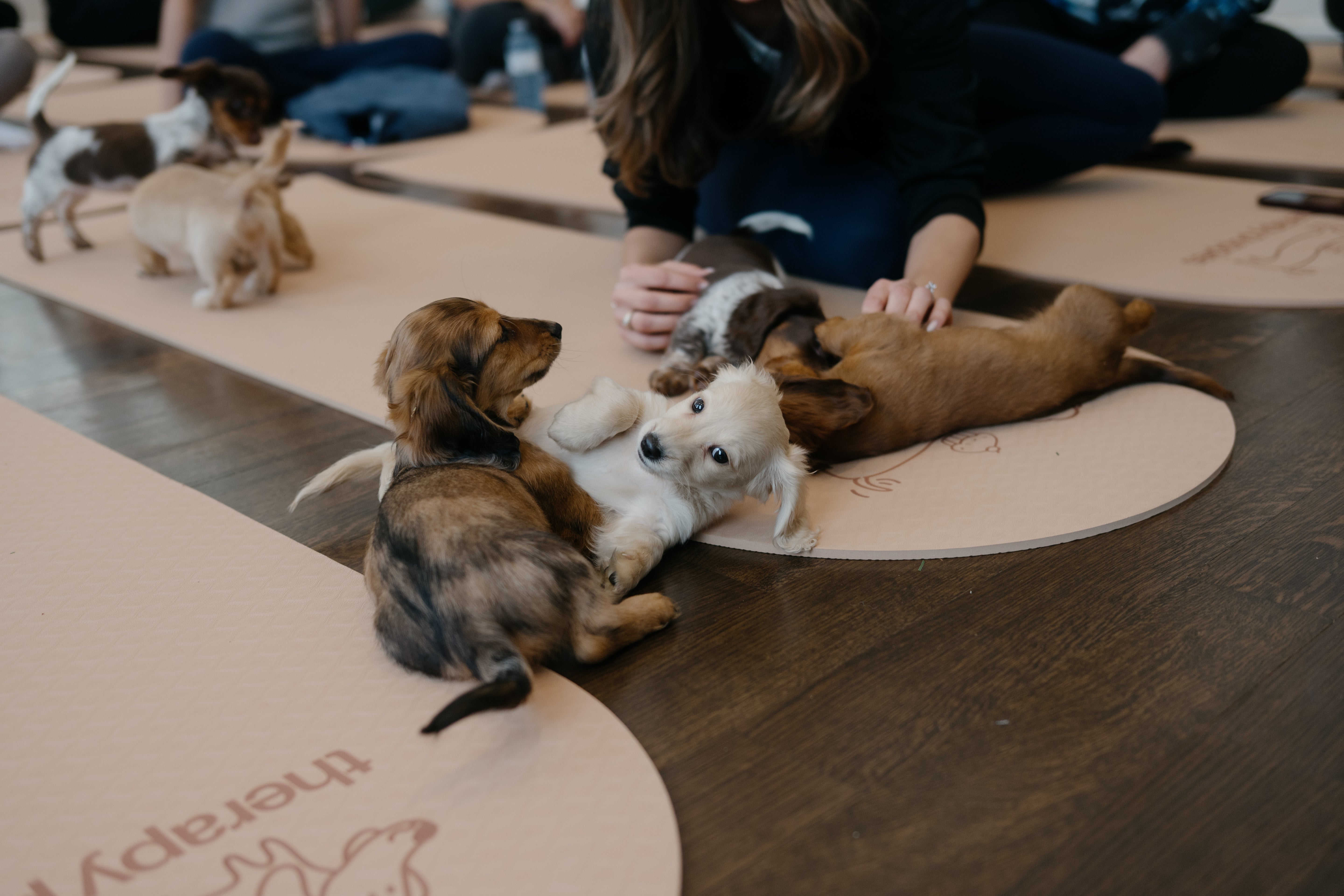 Puppy Yoga & Sweet Treats