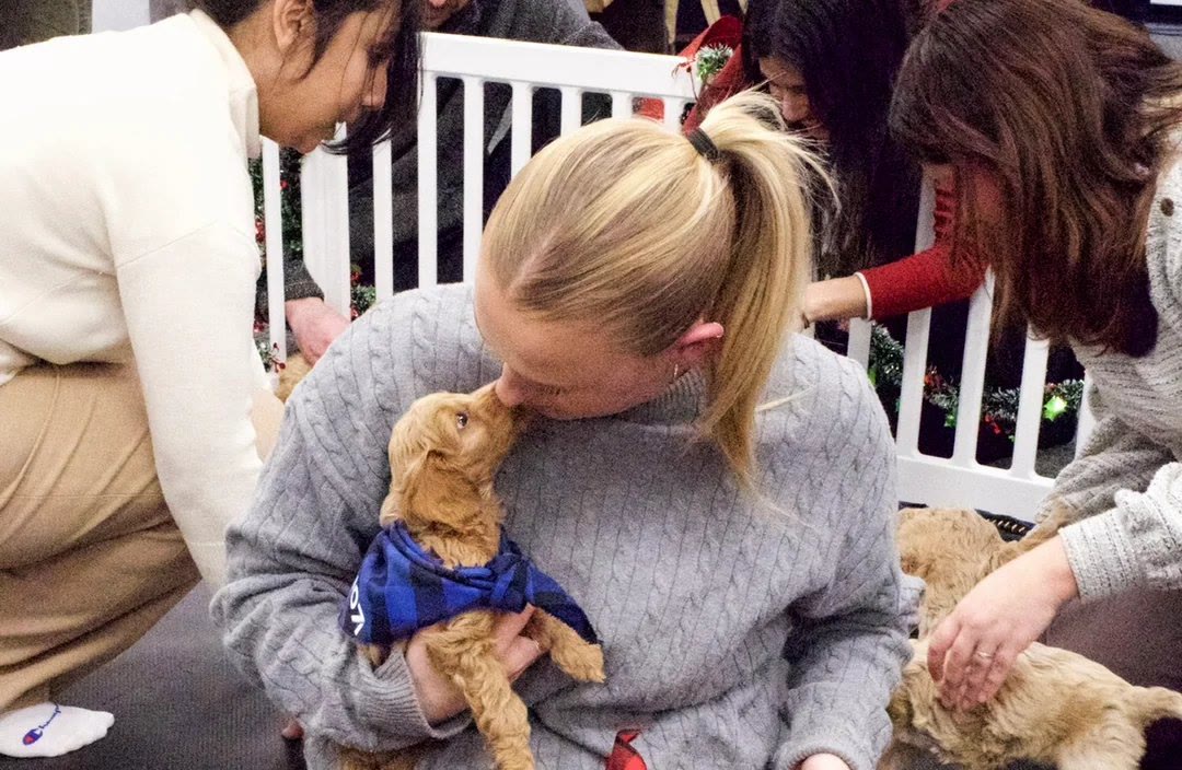 Colleagues cuddling puppies in the play pen at an office party