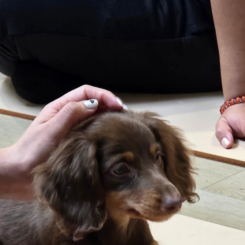 Puppies at the studio from Alfina's birthday visit