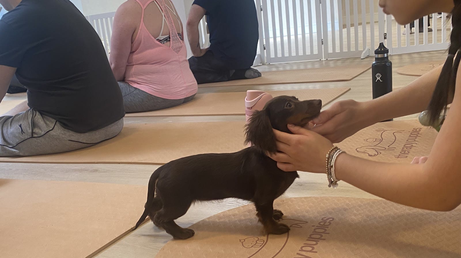 Alfina's photo of a dachshund puppy on the branded mats