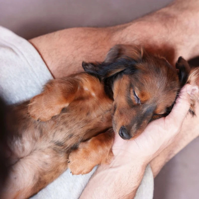 Photo from Jessica's private puppy yoga event