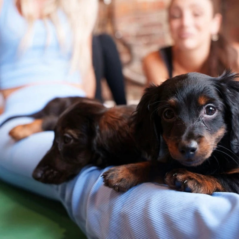 Puppies on the mats at a private class